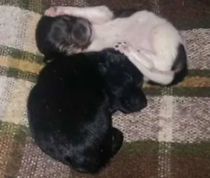 Cachorro raça vira lata idade Abaixo de 2 meses nome sem nome