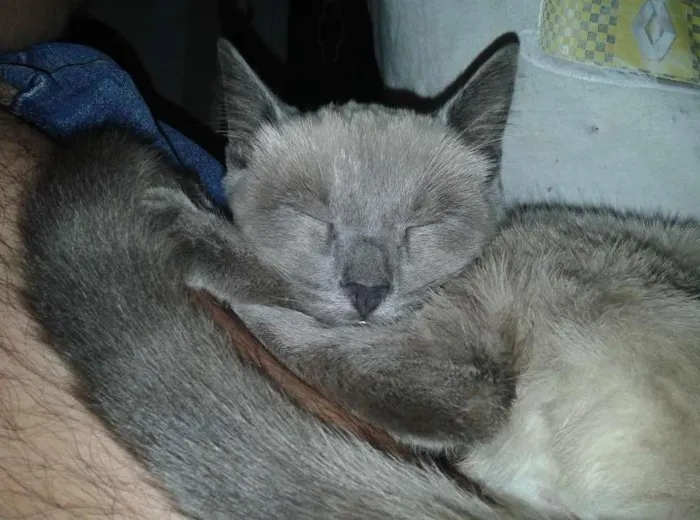 Gato ra a Siamês idade 2 a 6 meses nome Sem nome