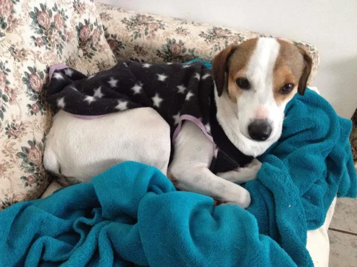 Cachorro ra a SRD idade 3 anos nome Paçoca