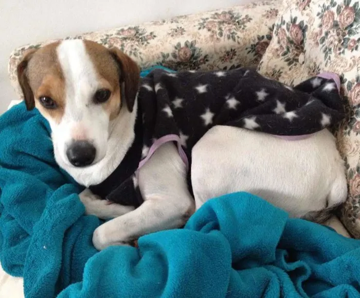 Cachorro ra a SRD idade 3 anos nome Paçoca