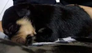 Cachorro raça Rottweiler  idade Abaixo de 2 meses nome Lolla