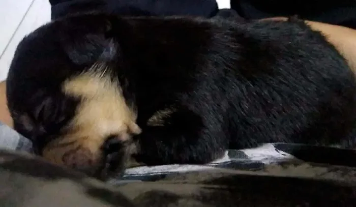 Cachorro ra a Rottweiler  idade Abaixo de 2 meses nome Lolla