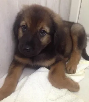 Cachorro raça Vira latas idade 2 a 6 meses nome Martin