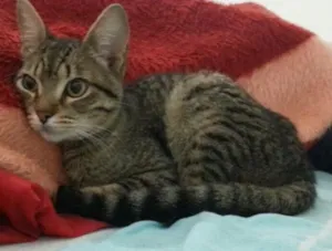 Gato raça tigrado idade 2 a 6 meses nome Eugenio