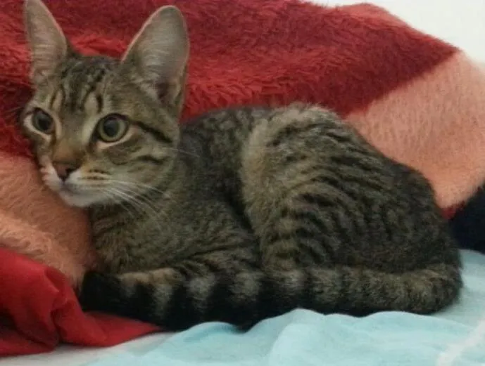 Gato ra a tigrado idade 2 a 6 meses nome Eugenio