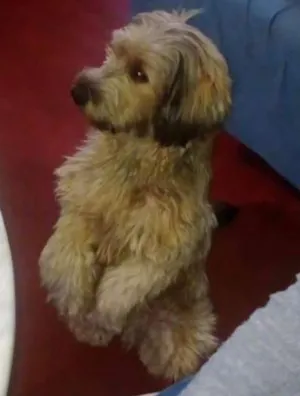 Cachorro raça Mestiço de pudoo com vira lata idade 2 anos nome Boby