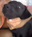Neguinho