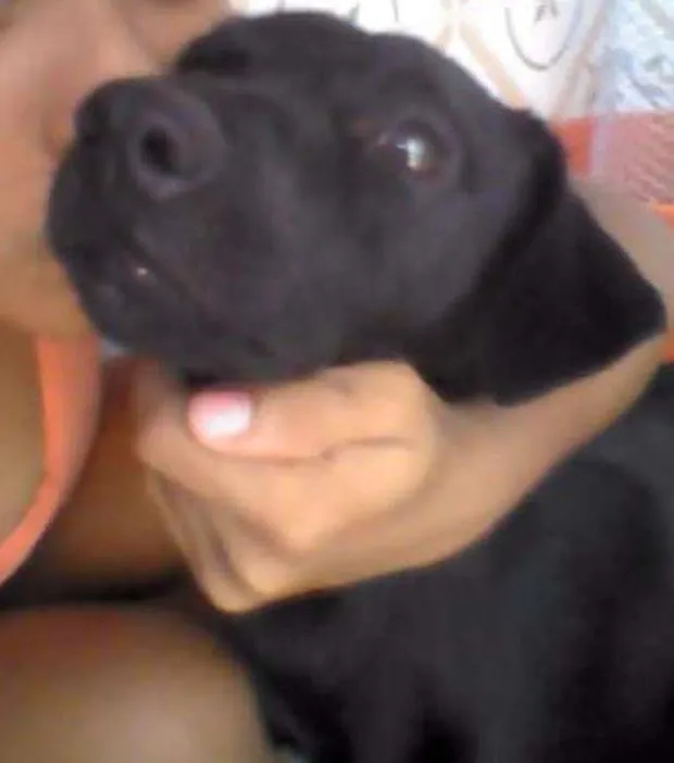 Cachorro ra a Vira lata  idade 1 ano nome Neguinho