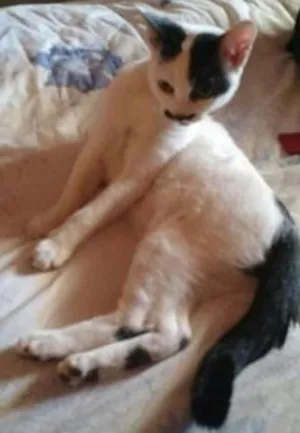 Gato raça srd idade 2 a 6 meses nome Marrie