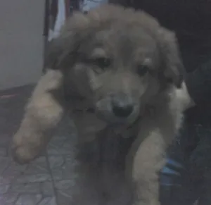 Cachorro raça vira lata idade 2 a 6 meses nome goku