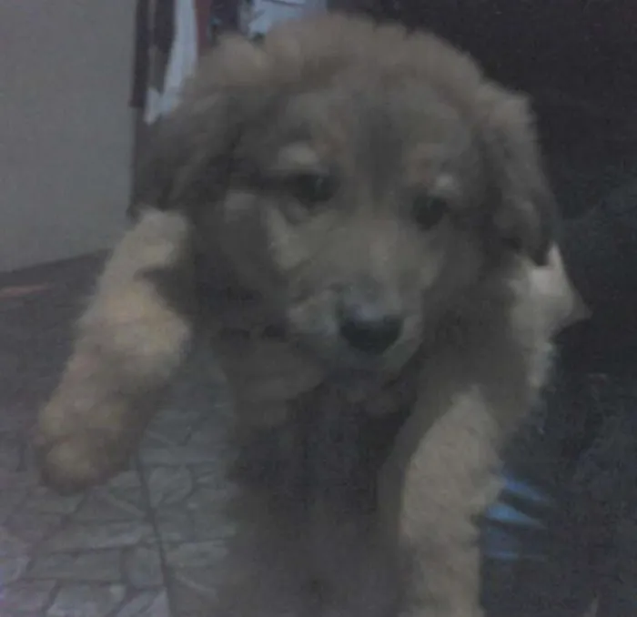 Cachorro ra a vira lata idade 2 a 6 meses nome goku