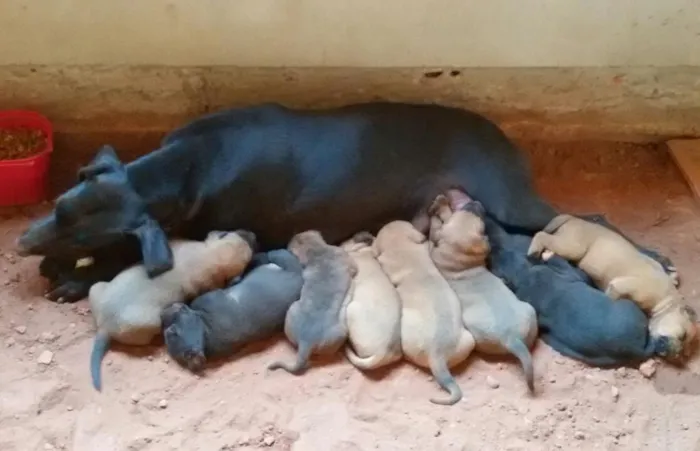 Cachorro ra a sem raca definida idade Abaixo de 2 meses nome Preta