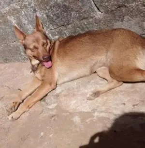 Cachorro raça SRD idade 5 anos nome SUZY