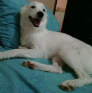 Cachorro raça SRD idade 3 anos nome Pérola