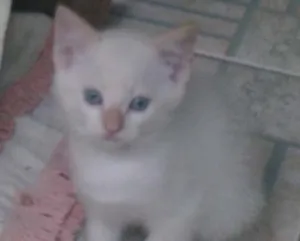 Gato raça indefinida idade Abaixo de 2 meses nome sem nome