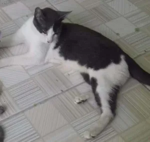 Gato raça  idade 1 ano nome Fani,Rocky,Pequetita