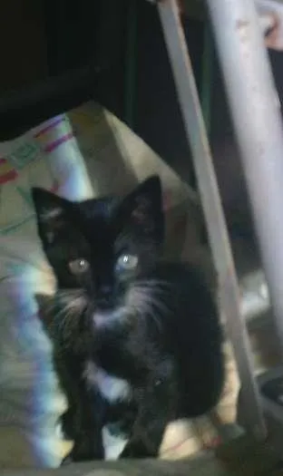 Gato raça indefinida idade Abaixo de 2 meses nome sem nome