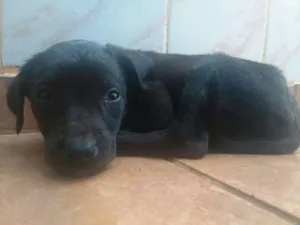 Cachorro raça SRD idade Abaixo de 2 meses nome Pulguento