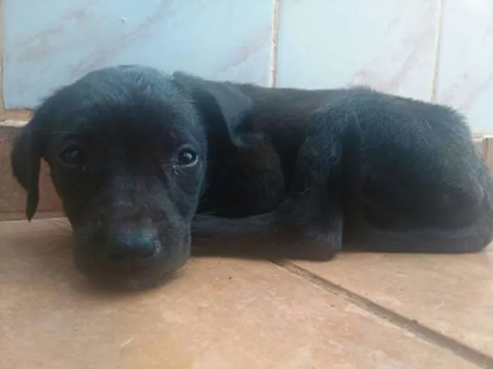 Cachorro ra a SRD idade Abaixo de 2 meses nome Pulguento