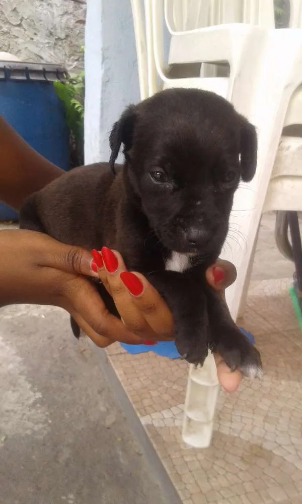 Cachorro ra a Indefinida  idade 2 a 6 meses nome Não tem