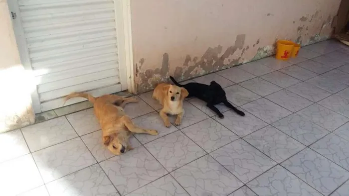 Cachorro ra a Srd idade 2 anos nome Mel