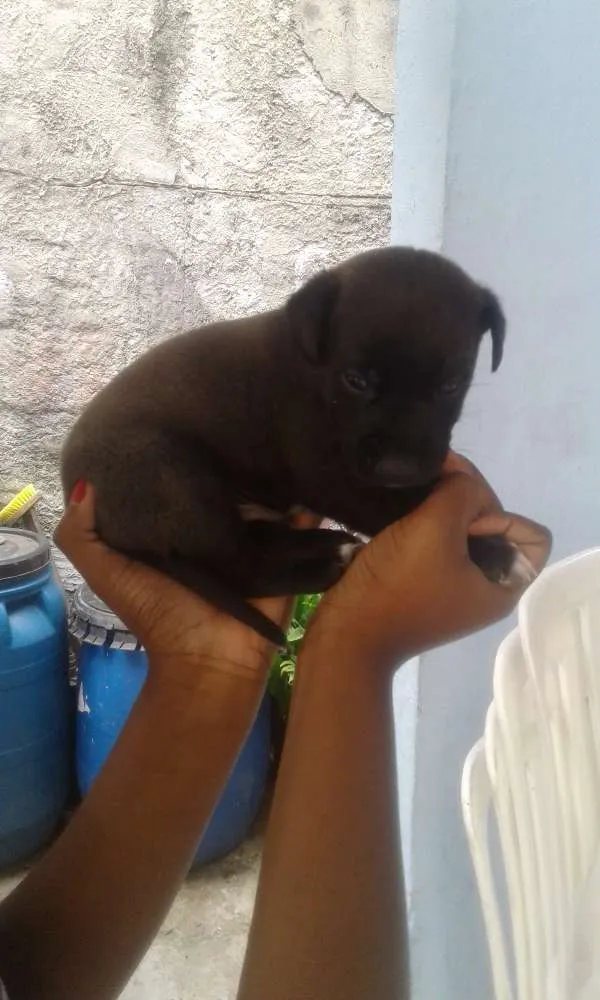 Cachorro ra a Indefinida  idade 2 a 6 meses nome Não tem
