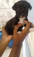 Não tem