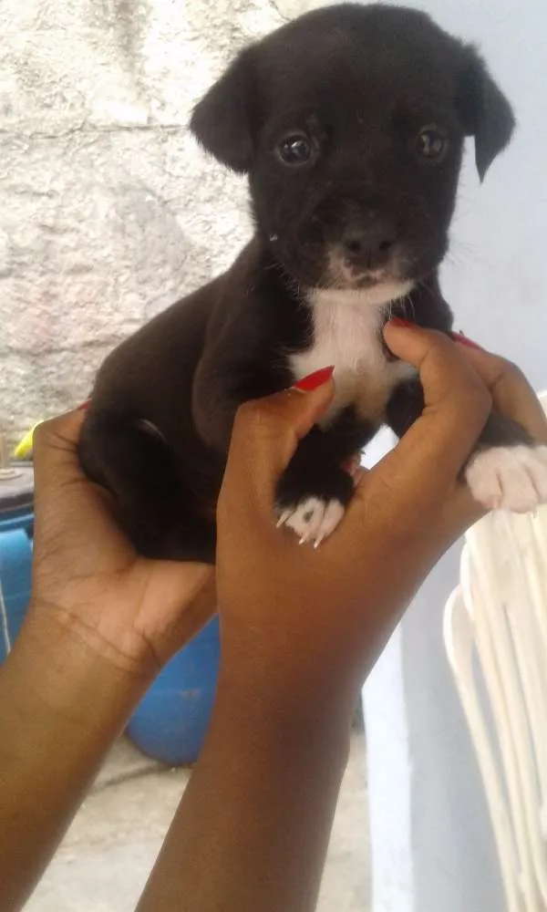Cachorro ra a Indefinida  idade 2 a 6 meses nome Não tem