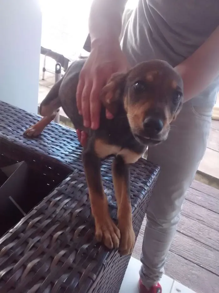 Cachorro ra a Vira lata idade 2 a 6 meses nome Pretinho