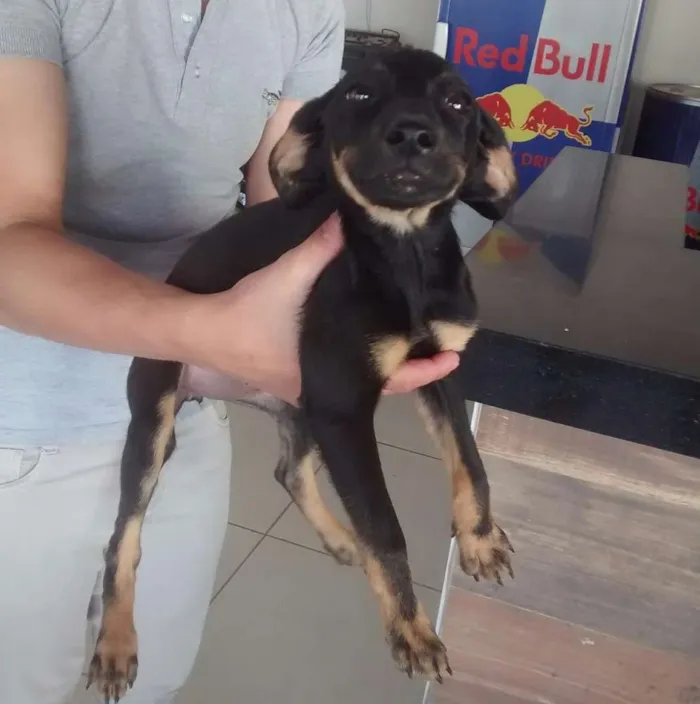 Cachorro ra a Vira lata idade 2 a 6 meses nome Pretinho