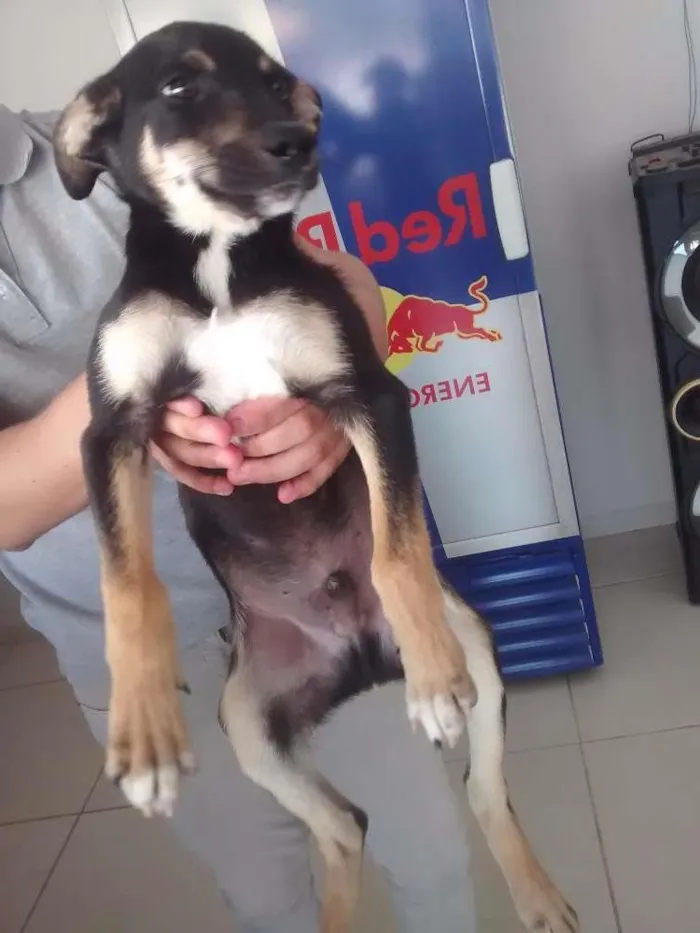 Cachorro ra a Vira lata idade 2 a 6 meses nome Pretinho