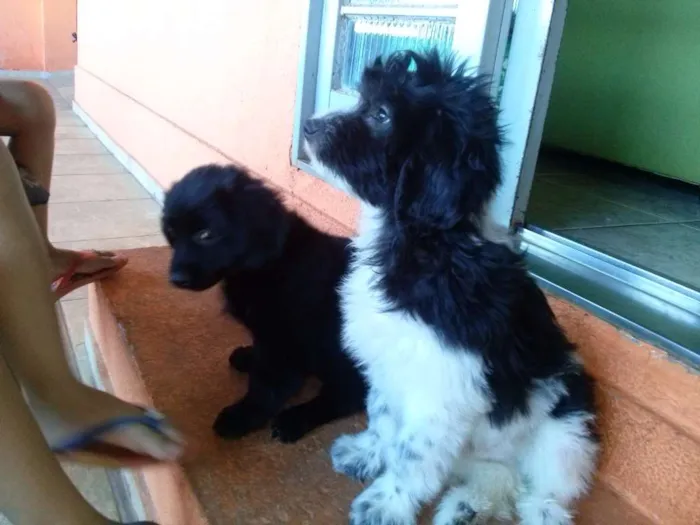 Cachorro ra a VIRA-LATA idade 2 a 6 meses nome BOB E SNOOPY