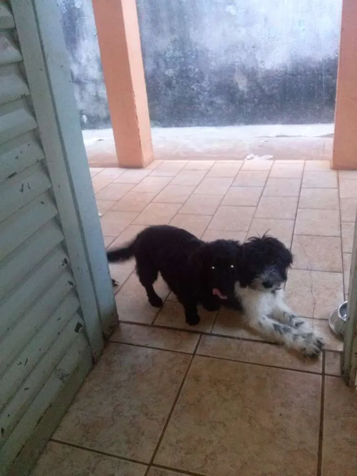 Cachorro ra a VIRA-LATA idade 2 a 6 meses nome BOB E SNOOPY