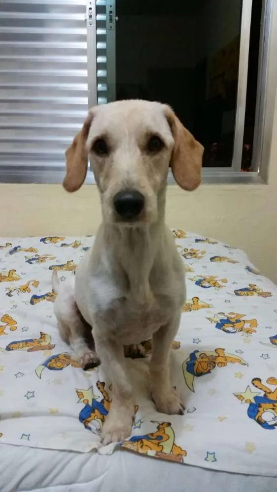 Cachorro ra a Vira lata idade 2 anos nome Frederico (Fred)