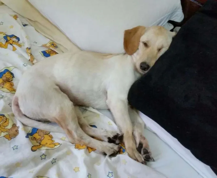 Cachorro ra a Vira lata idade 2 anos nome Frederico (Fred)