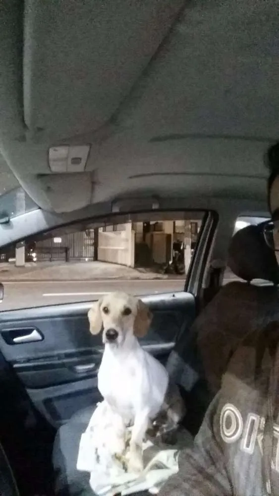 Cachorro ra a Vira lata idade 2 anos nome Frederico (Fred)