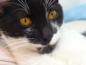 Gato raça  idade 2 a 6 meses nome Baco