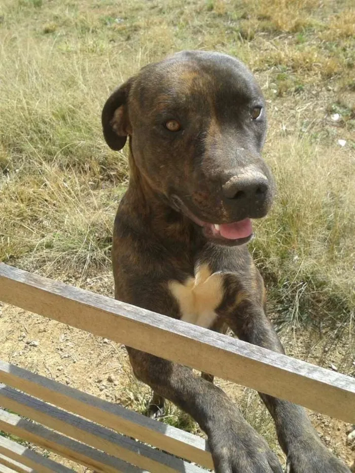 Cachorro ra a Bad Bull  idade 2 anos nome Chazan 