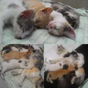 Gato raça SRD idade Abaixo de 2 meses nome sem nome