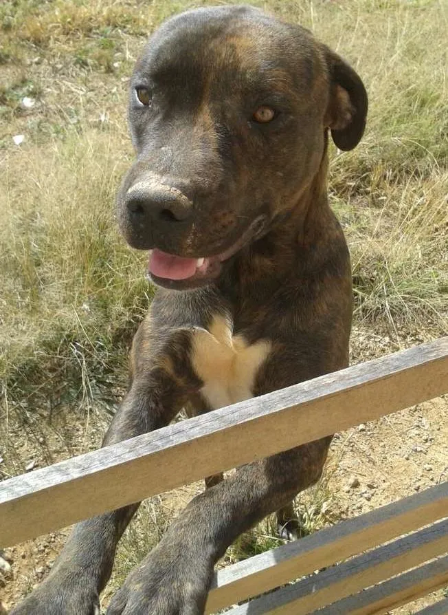 Cachorro ra a Bad Bull  idade 2 anos nome Chazan 