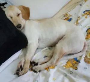 Cachorro raça Vira lata idade 2 anos nome Frederico (Fred)