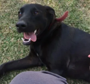 Cachorro raça Mistura de Labrador com Vira-Lata idade 2 anos nome Kika