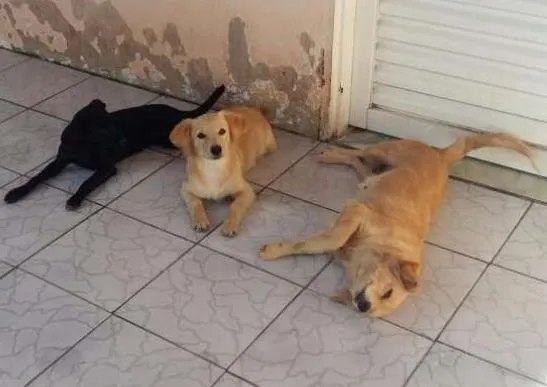 Cachorro ra a Srd idade 2 anos nome Mel