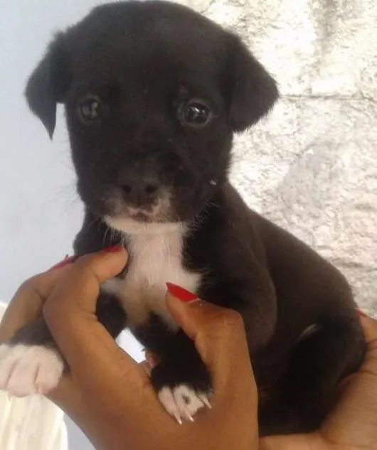 Cachorro ra a Indefinida  idade 2 a 6 meses nome Não tem