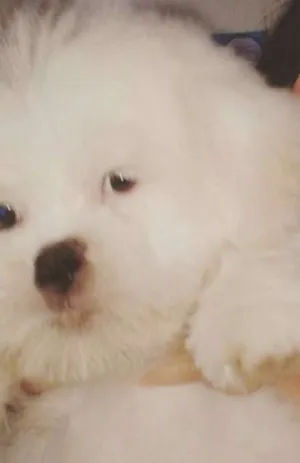 Cachorro raça Lhasa Apso idade 1 ano nome Bob