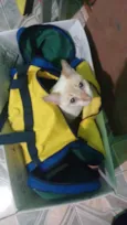 Polenguinho