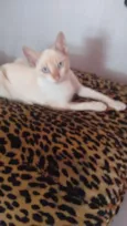 Polenguinho