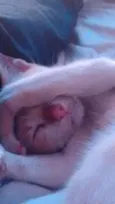 Polenguinho
