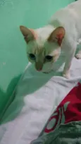 Polenguinho