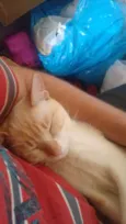 Polenguinho